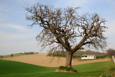 Photo of Beautiful countryside landscape with green grass and tree on sunny day