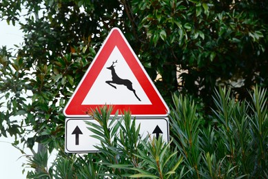 Photo of Road sign WILD ANIMALS outdoors on sunny day
