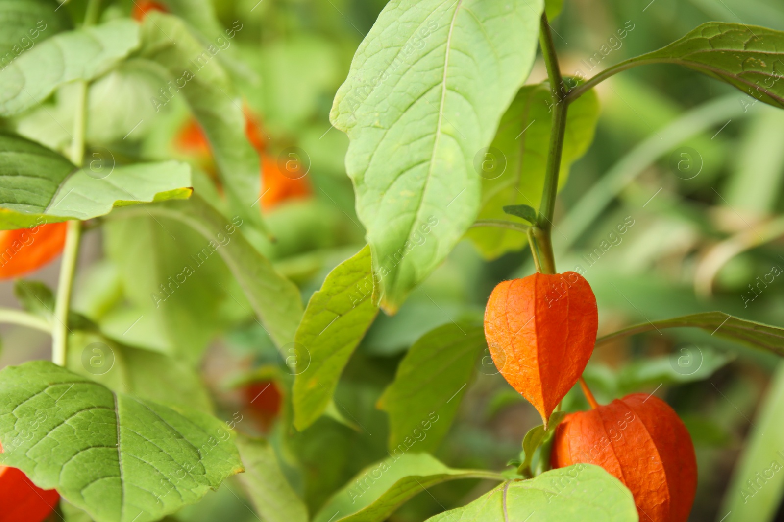 Photo of Bright ripe physalis sepals on bush, closeup