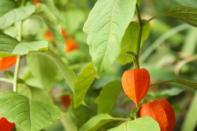 Bright ripe physalis sepals on bush, closeup