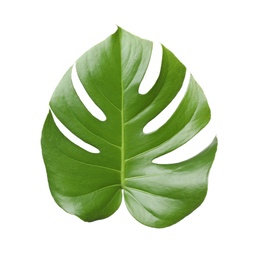 Photo of Leaf of tropical monstera plant isolated on white