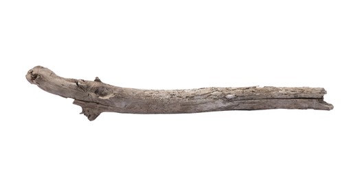 Photo of Old dry tree branch isolated on white