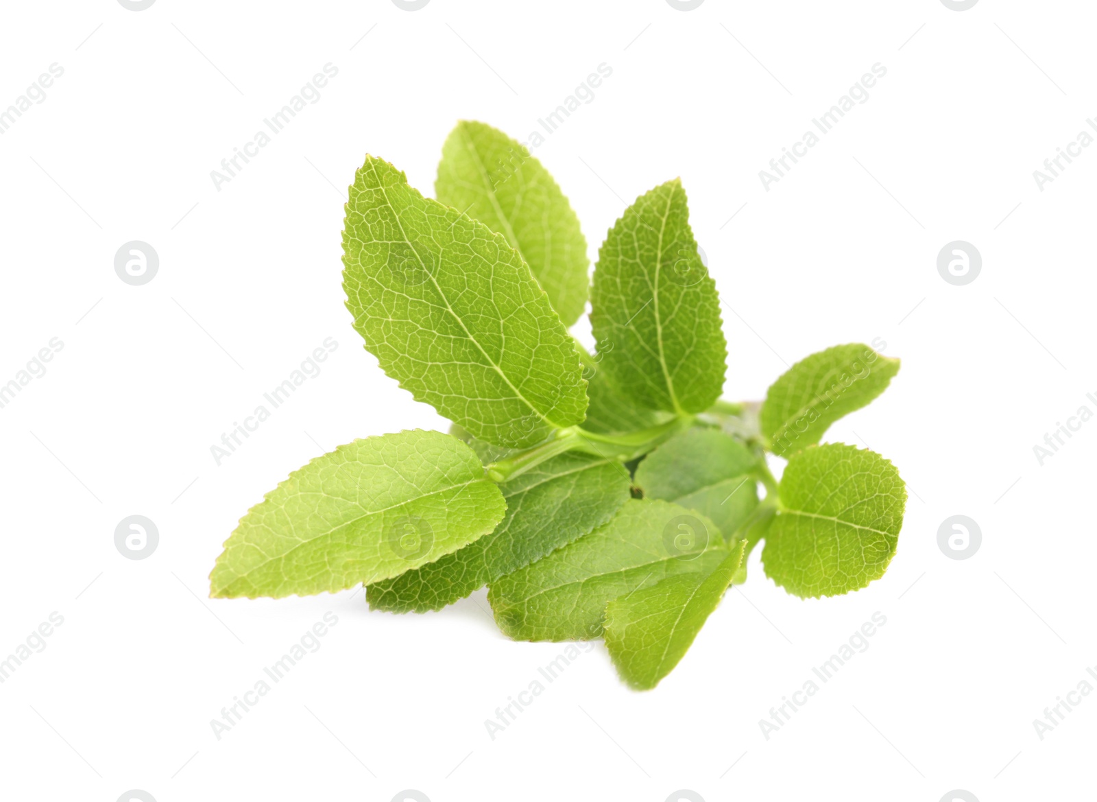 Photo of Bilberry branch with fresh green leaves isolated on white