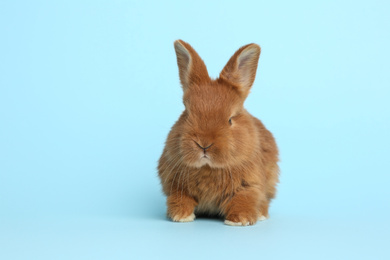 Adorable fluffy bunny on light blue background. Easter symbol