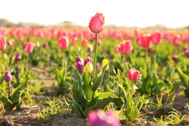 Fresh beautiful tulips on field, space for text. Blooming spring flowers