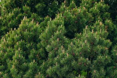 Pine tree with blossoms outdoors on spring day, closeup