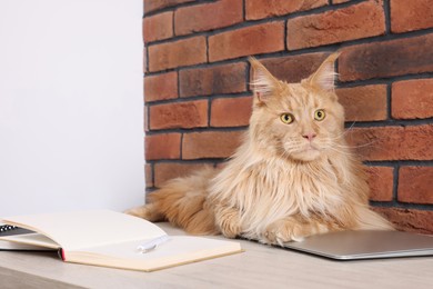 Photo of Beautiful cat sitting on desk near notebooks indoors. Home office