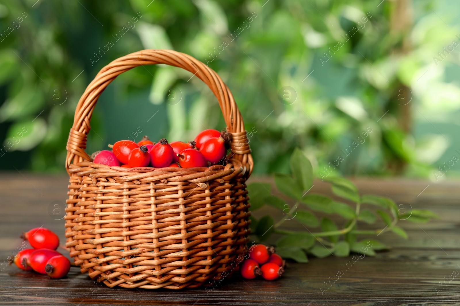 Photo of Ripe rose hip berries with green leaves on wooden table outdoors. Space for text