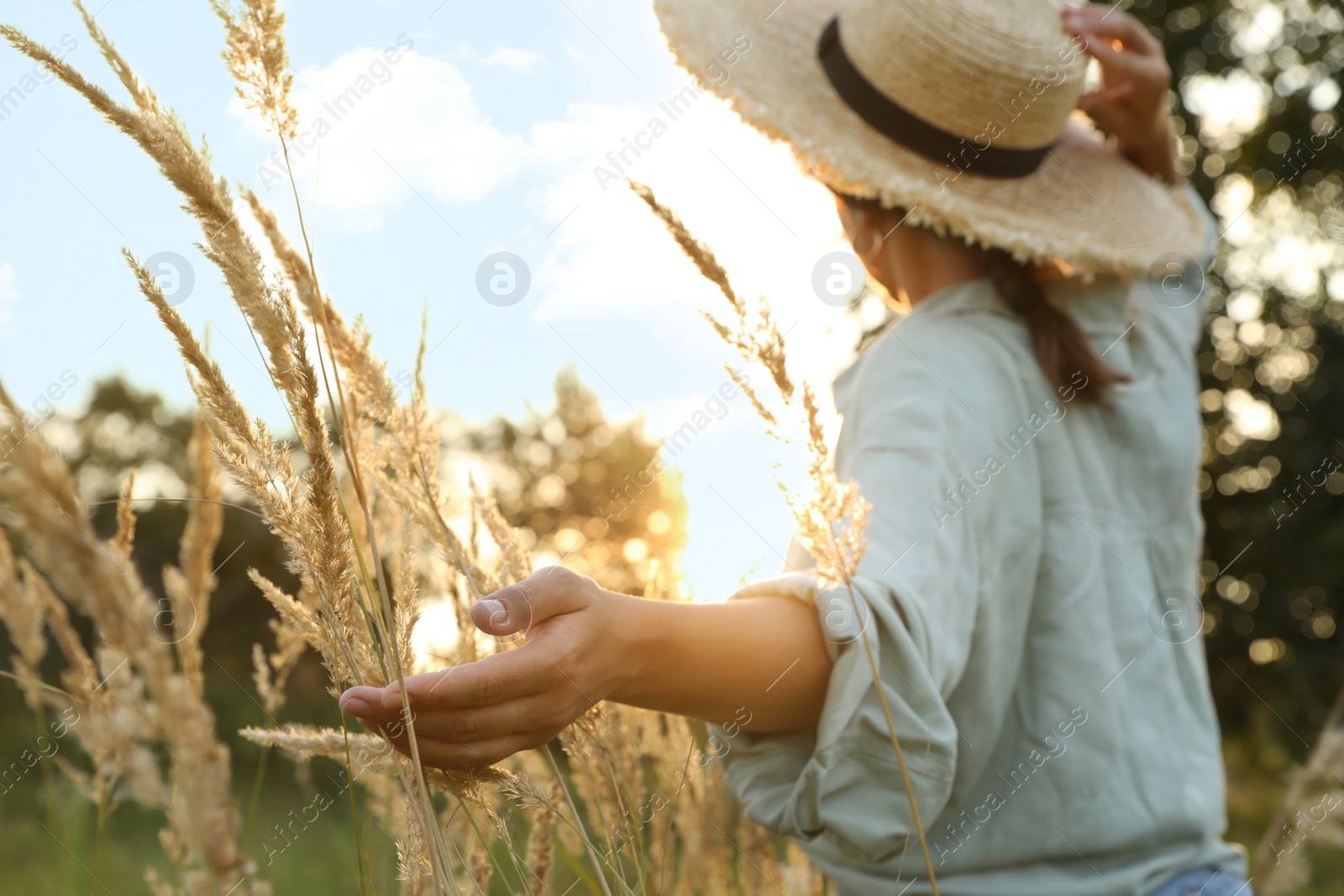 Photo of Woman walking through meadow and touching reed grass at sunset, selective focus