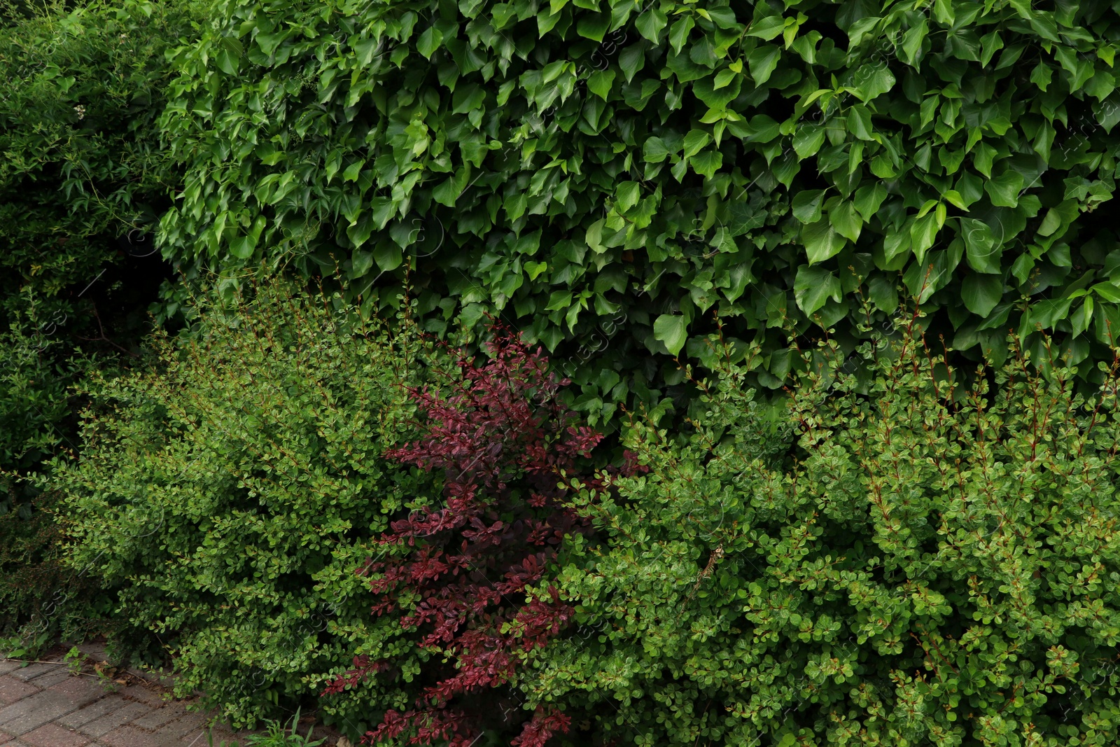 Photo of Many different beautiful bushes growing outdoors. Gardening and landscaping