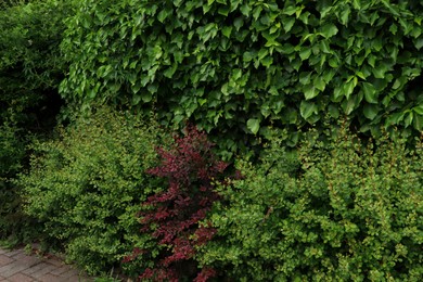 Photo of Many different beautiful bushes growing outdoors. Gardening and landscaping