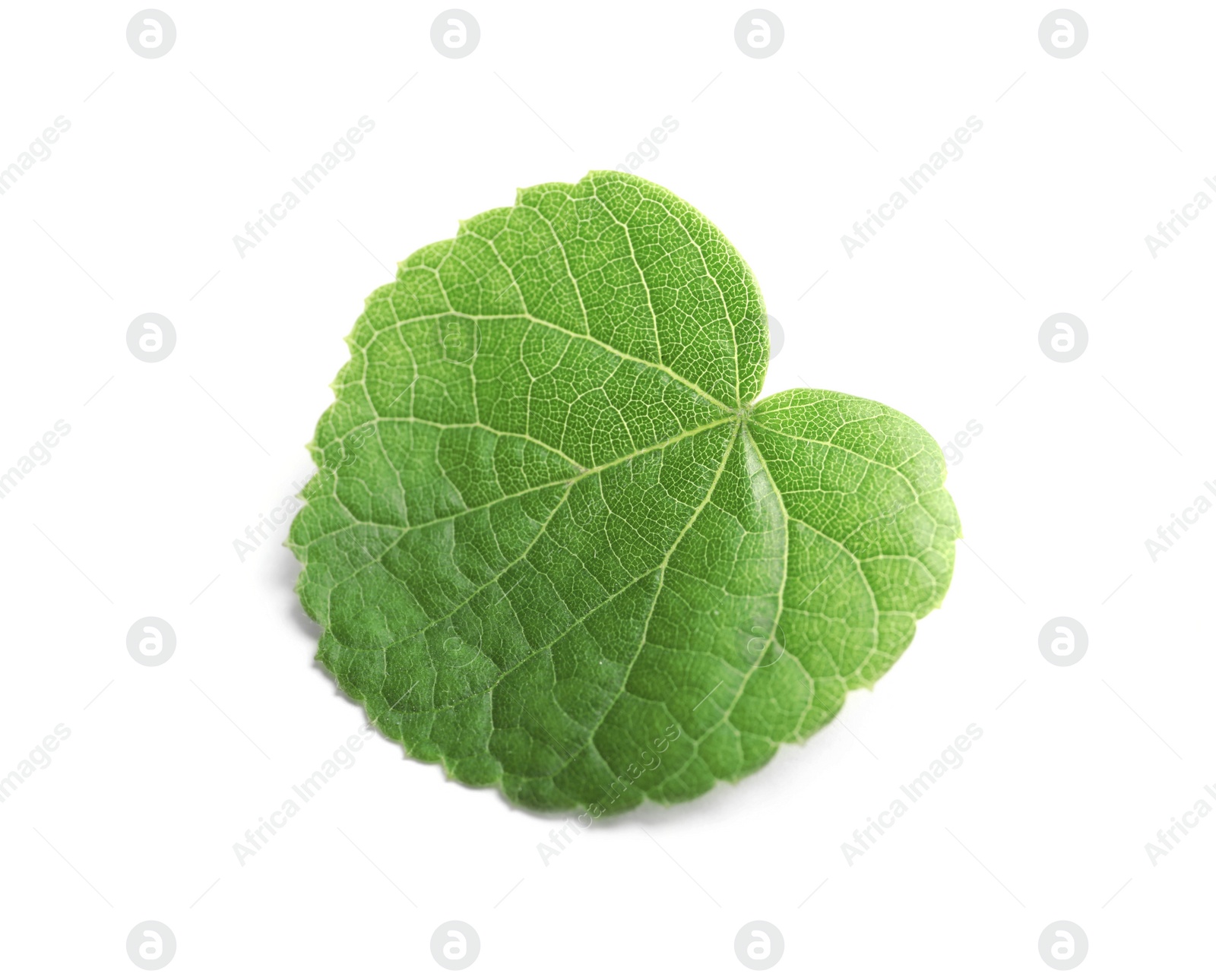 Photo of Beautiful spring green leaf on white background