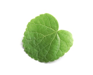 Photo of Beautiful spring green leaf on white background