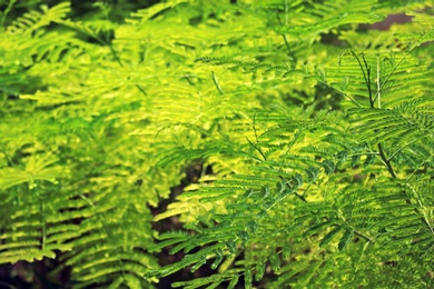 Green plant at tropical resort on sunny day