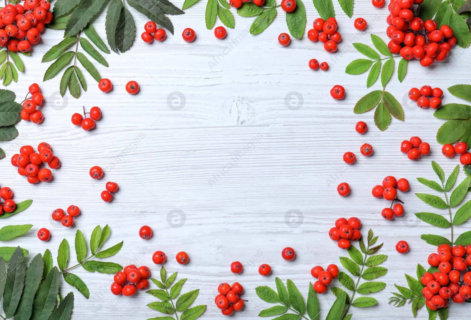 Photo of Frame of fresh ripe rowan berries and green leaves on white wooden table, flat lay. Space for text