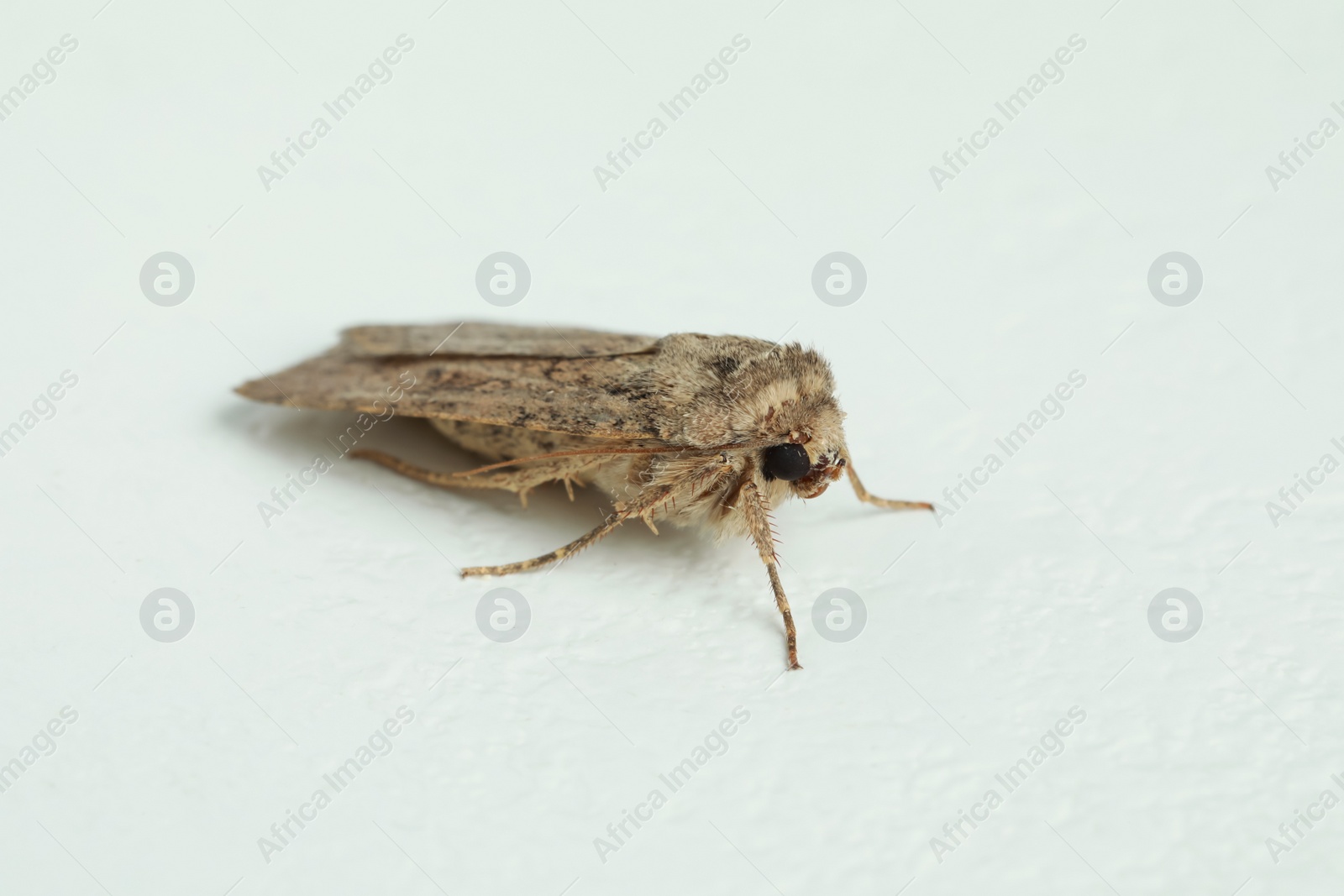 Photo of Paradrina clavipalpis moth on white textured background