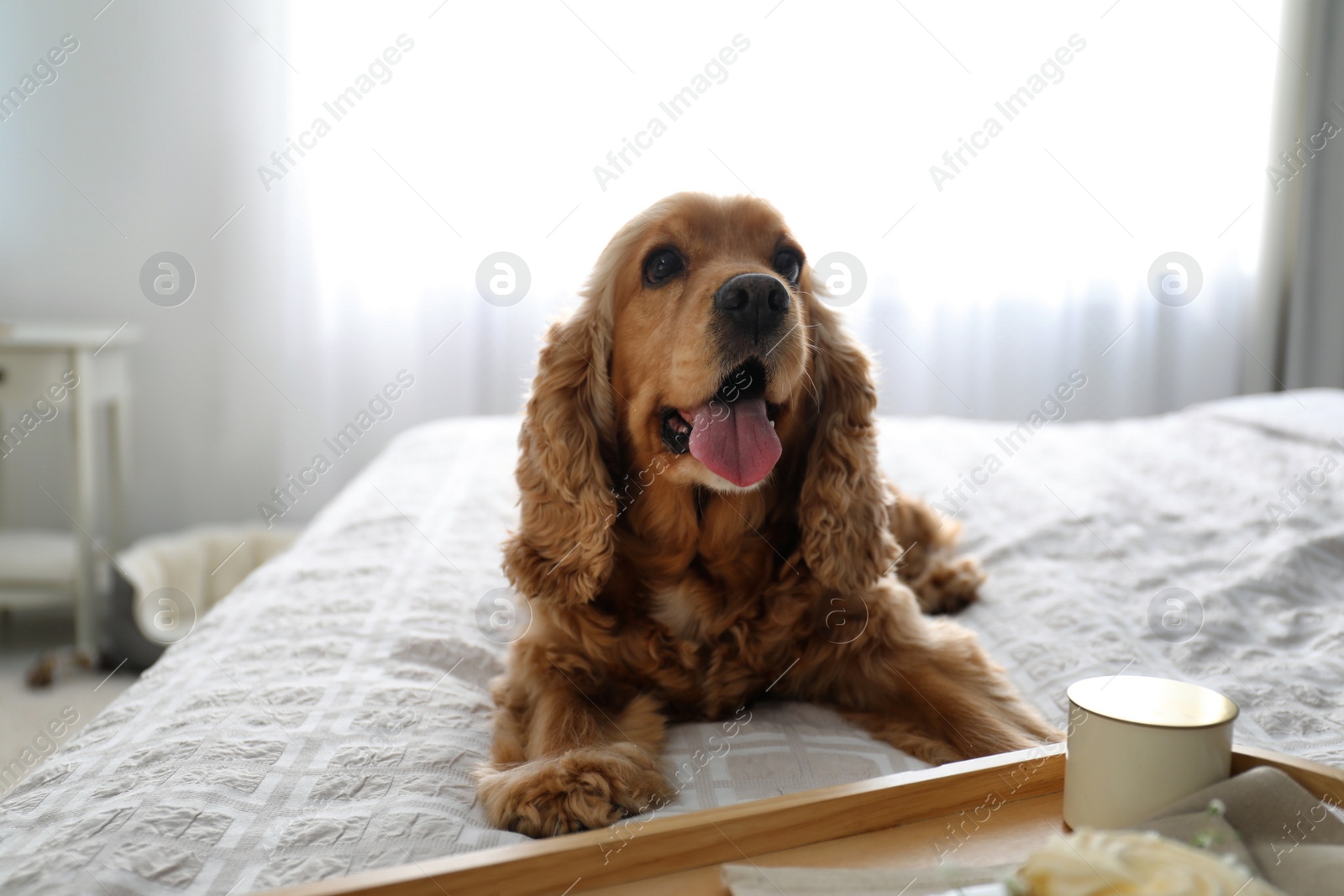 Photo of Cute English Cocker Spaniel near tray with breakfast on bed indoors. Pet friendly hotel