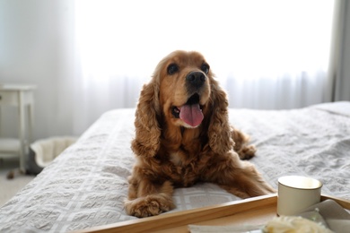 Cute English Cocker Spaniel near tray with breakfast on bed indoors. Pet friendly hotel