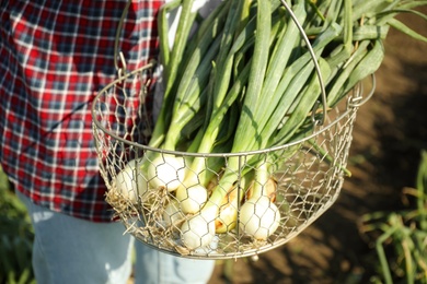 Photo of Metal basket with fresh green onions outdoors, closeup