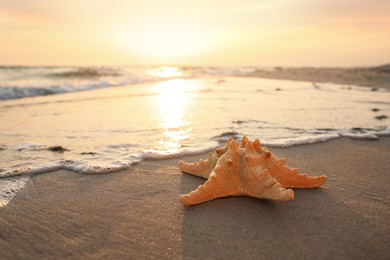 Photo of Beautiful sea star on sunlit sand at sunset, space for text