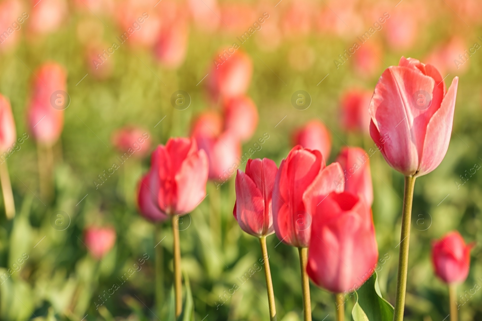 Photo of Field with fresh beautiful tulips. Blooming flowers