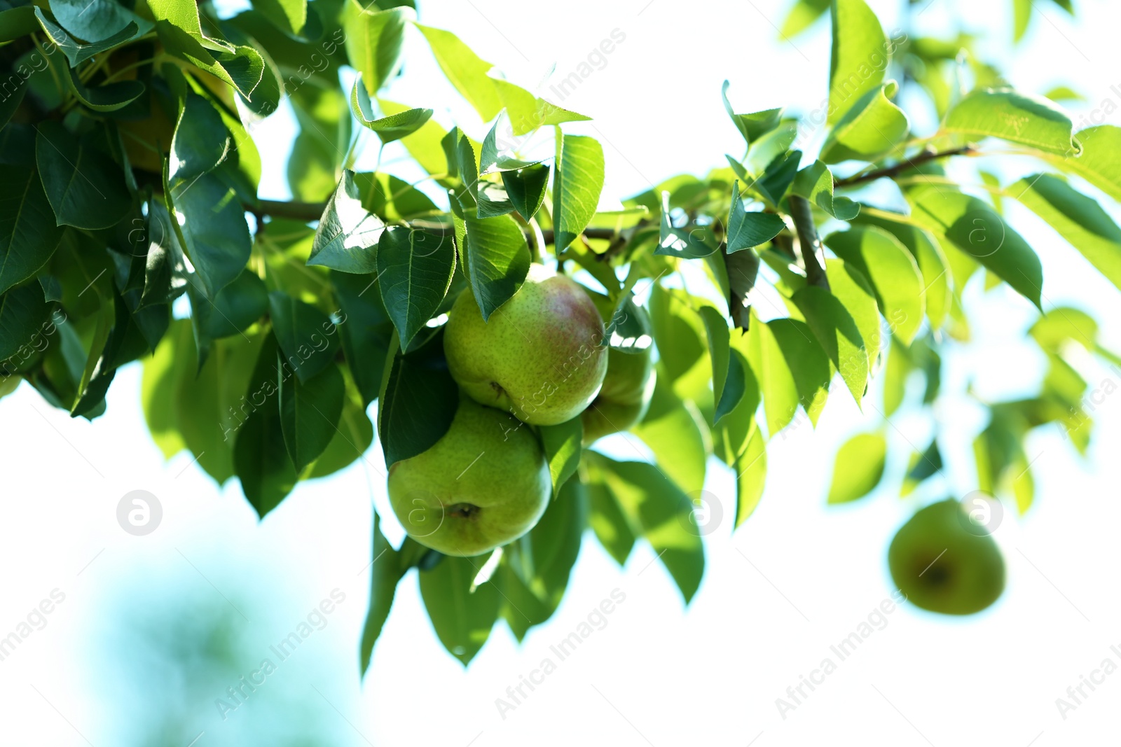 Photo of Branch of tree with pears and foliage in garden