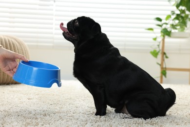 Photo of Woman feeding her adorable Pug dog in room, closeup