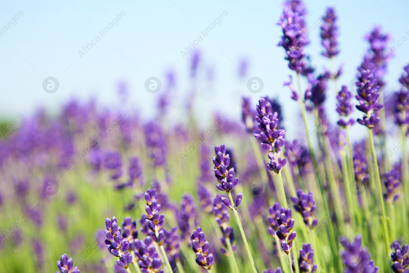 Photo of Beautiful blooming lavender growing in field, closeup. Space for text