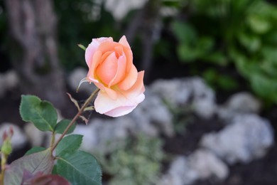 Photo of Beautiful pink rose flower blooming outdoors, closeup. Space for text