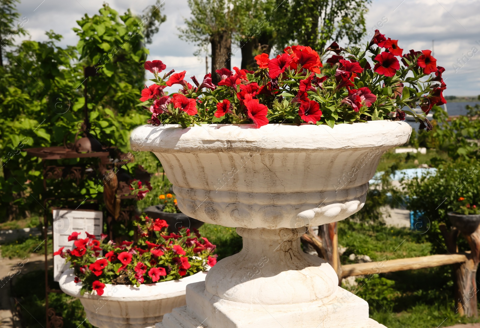 Photo of Beautiful red flowers in stone plant pot outdoors on sunny day