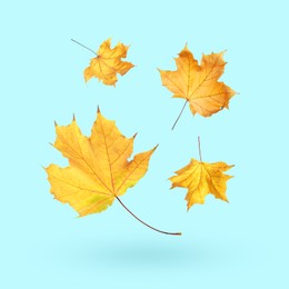 Image of Maple leaves falling on light blue background