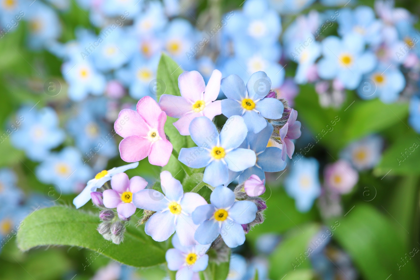 Photo of Amazing spring forget-me-not flowers as background, closeup view