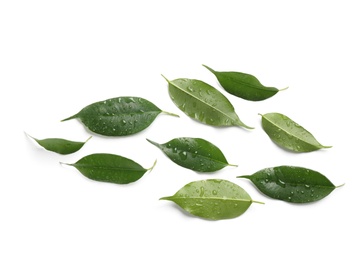 Photo of Fresh green ficus leaves on white background, top view