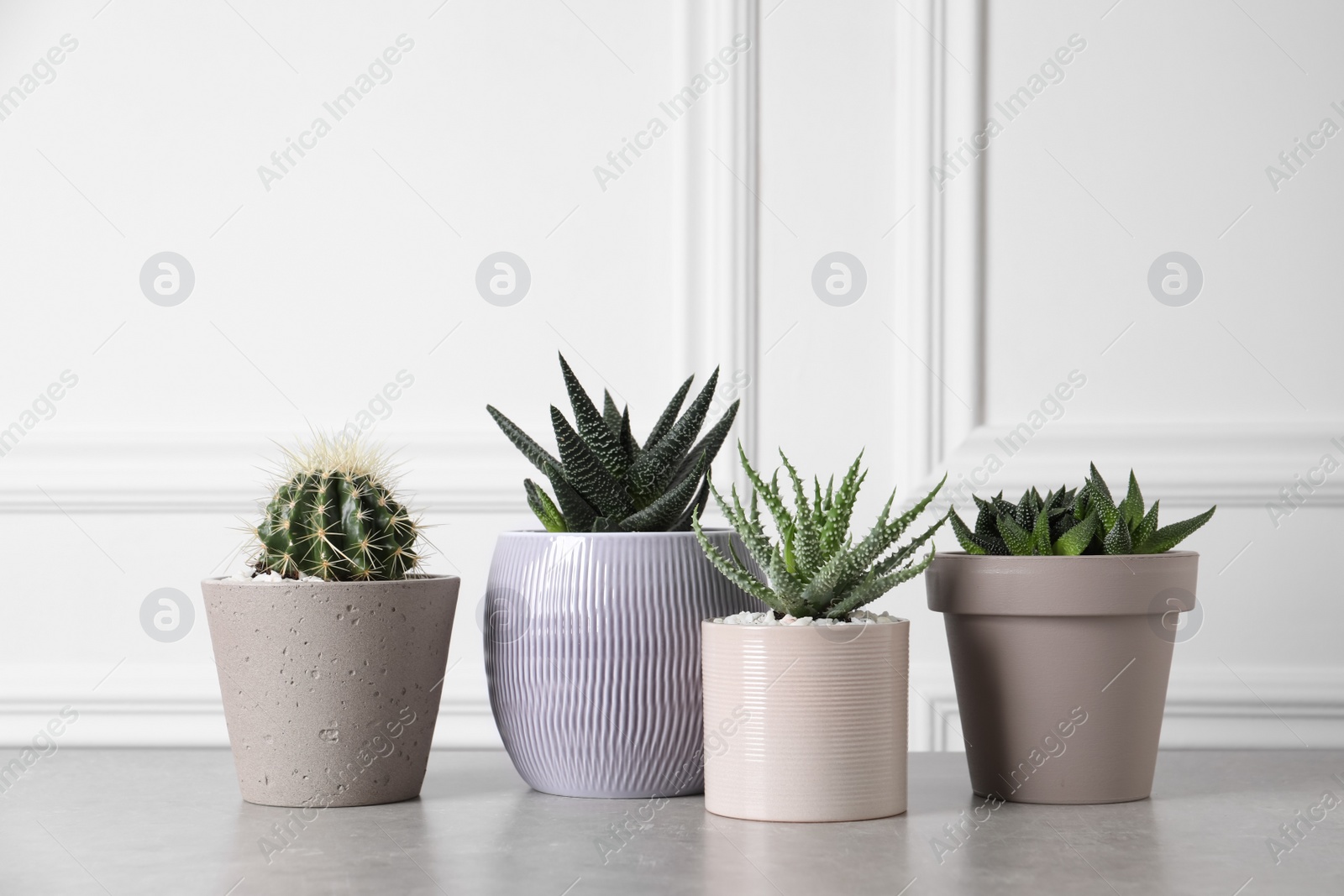 Photo of Beautiful Aloe, Cactus and Haworthia in pots on light table. Different house plants