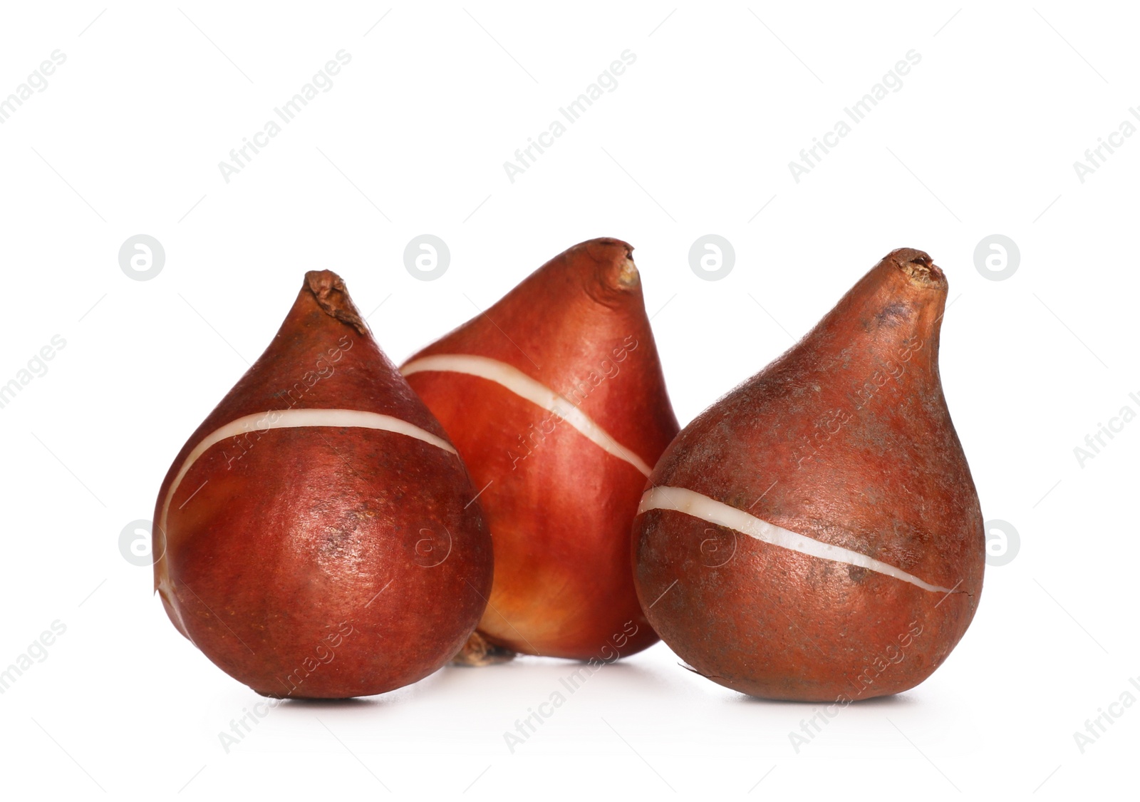 Photo of Tulip bulbs on white background. Gardening season