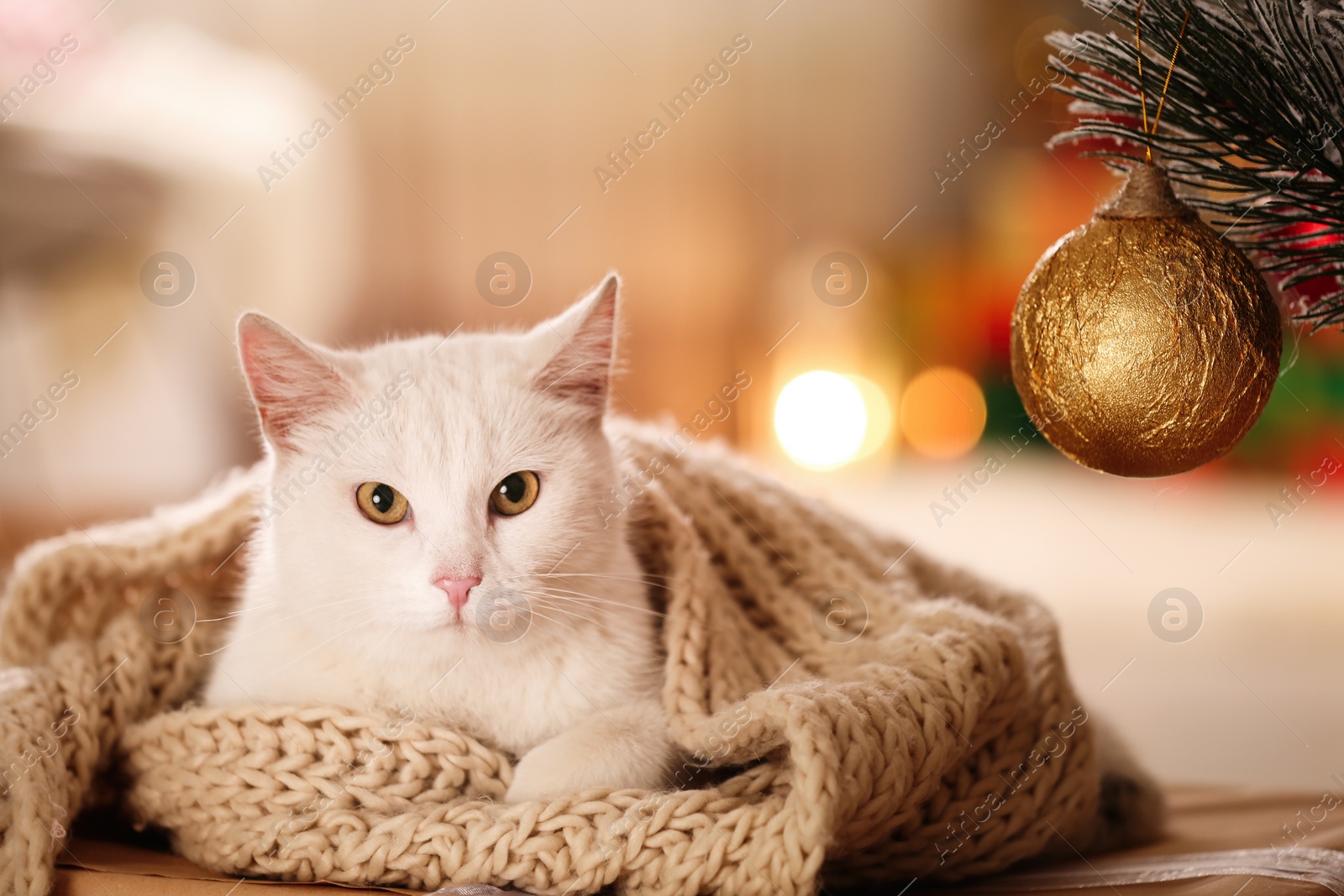 Photo of Cute white cat with scarf in room decorated for Christmas. Adorable pet