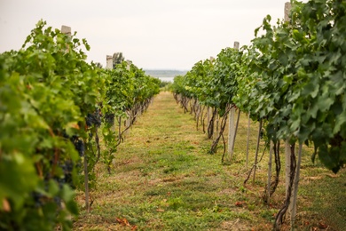 Photo of Beautiful view of vineyard with ripening grapes