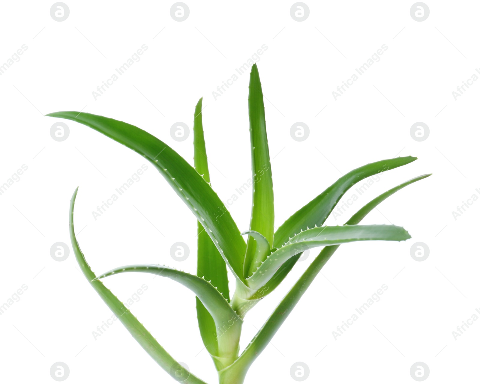 Photo of Aloe vera with green leaves on white background