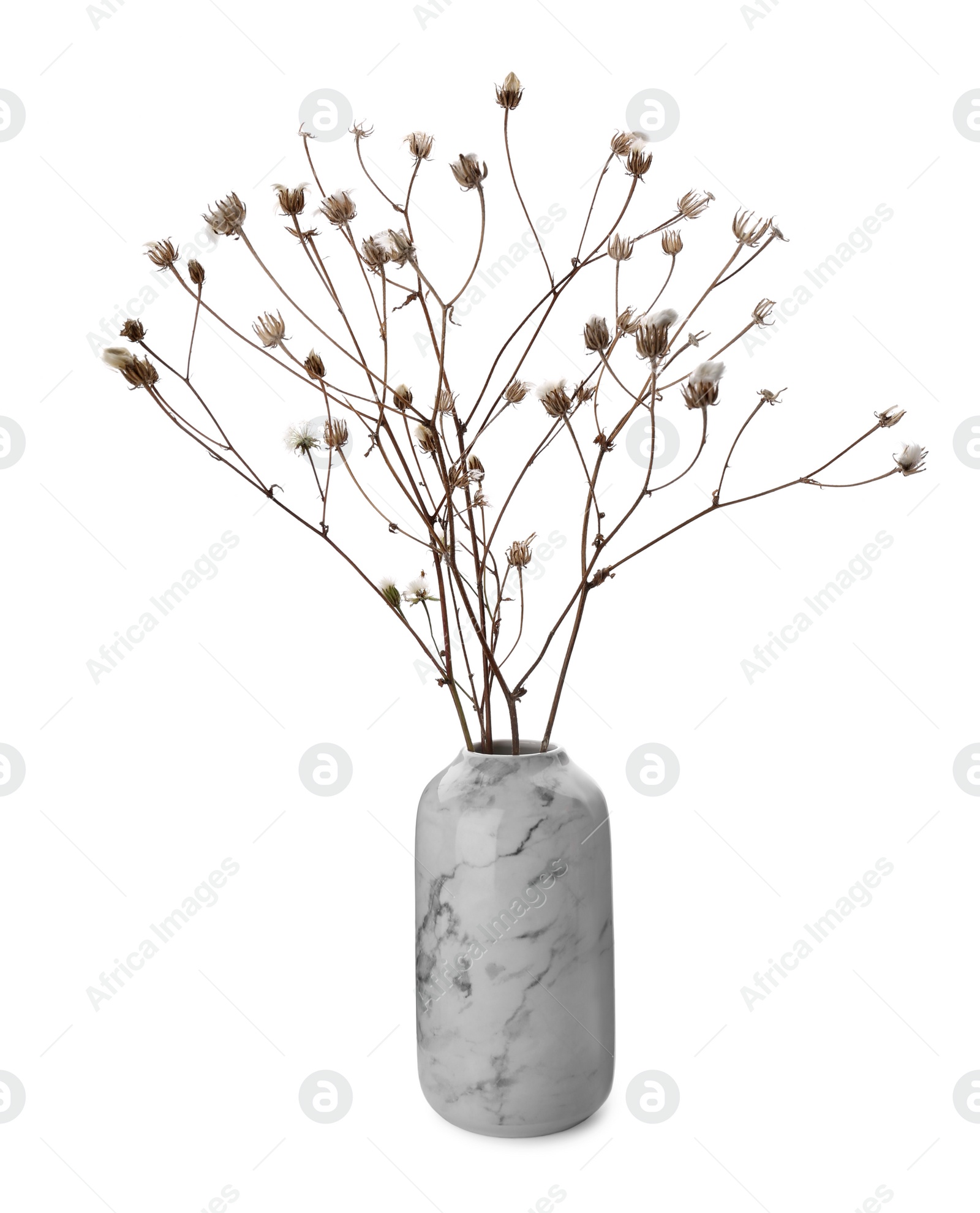 Photo of Beautiful plant in ceramic vase on white background