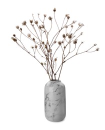 Beautiful plant in ceramic vase on white background