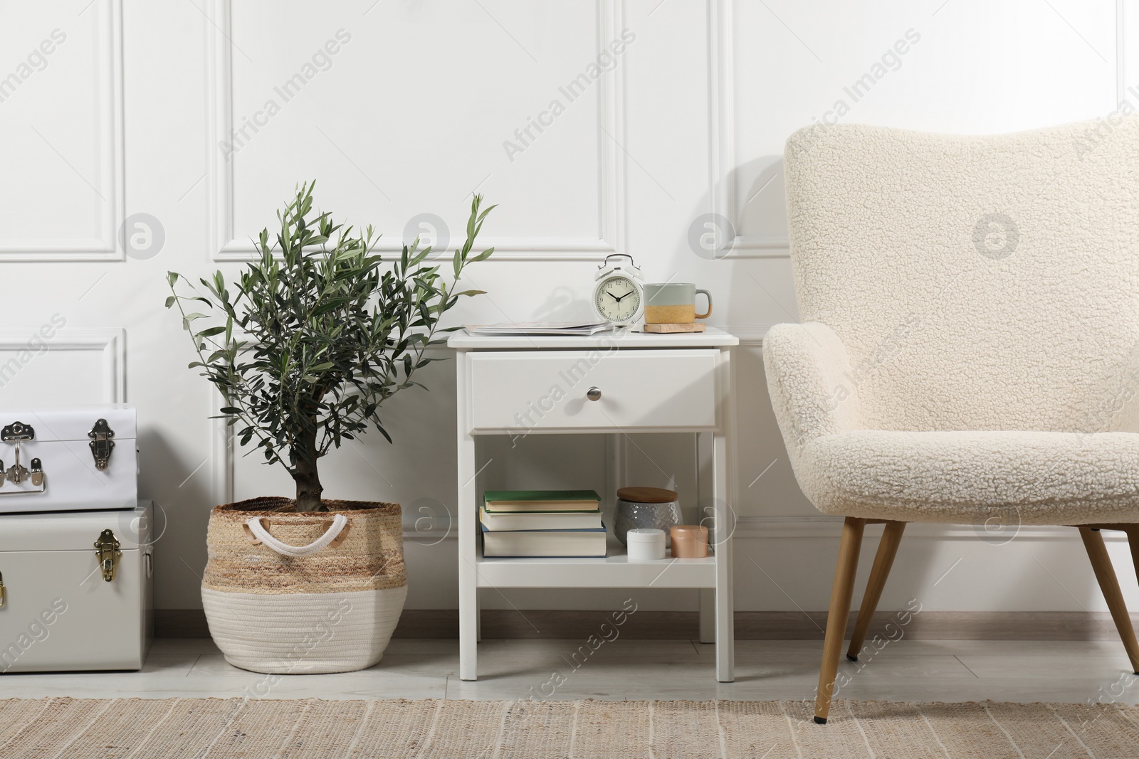 Photo of Beautiful young potted olive tree in living room. Interior element