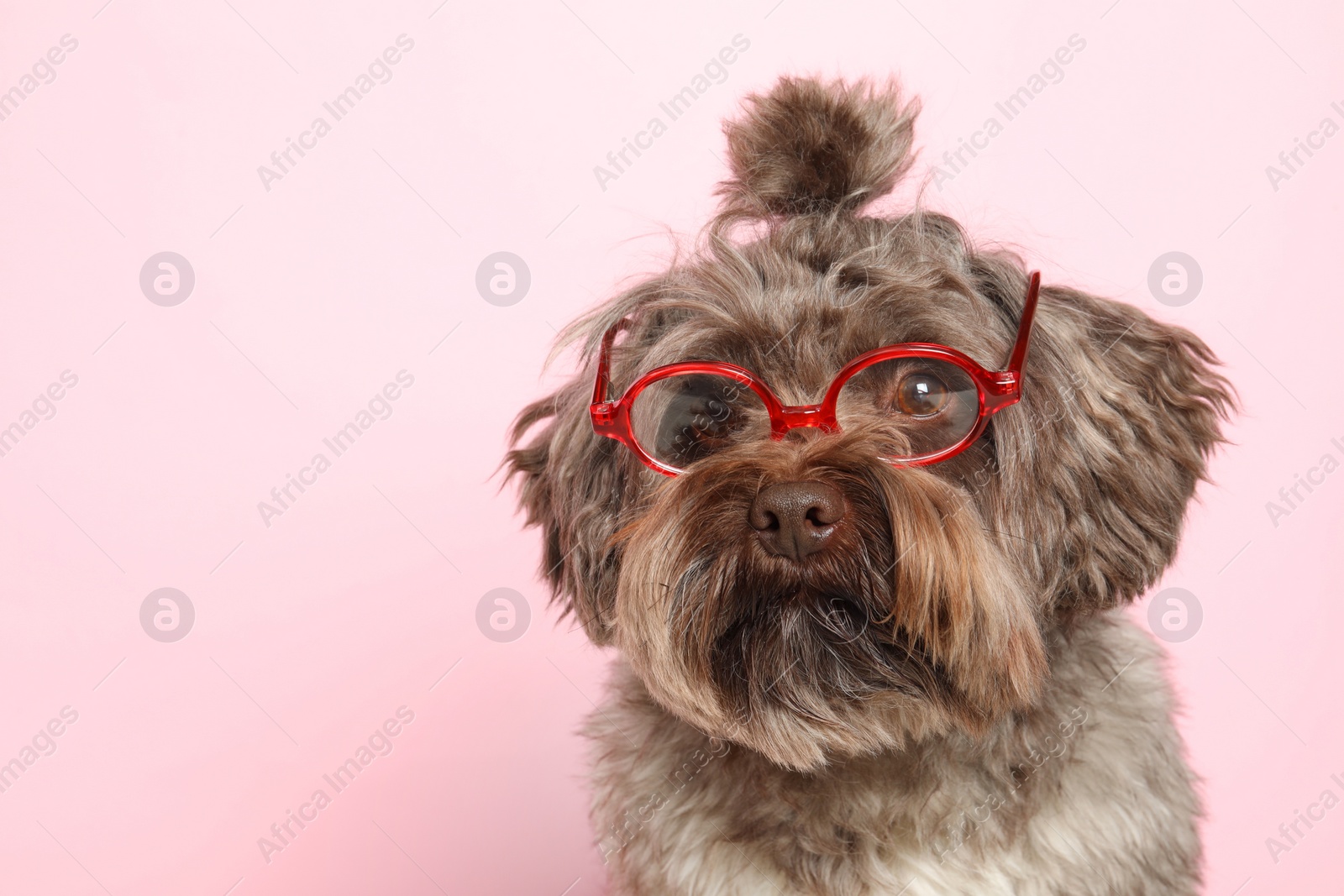 Photo of Cute Maltipoo dog wearing glasses on pink background, space for text. Lovely pet