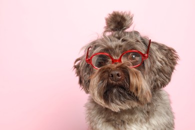 Cute Maltipoo dog wearing glasses on pink background, space for text. Lovely pet