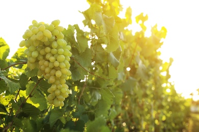 Photo of Delicious ripe grapes in vineyard. Harvest season