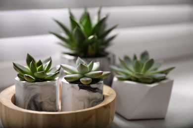 Photo of Beautiful potted succulents on white window sill, closeup