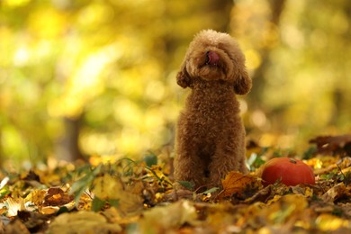 Cute Maltipoo dog, pumpkin and dry leaves in autumn park, space for text