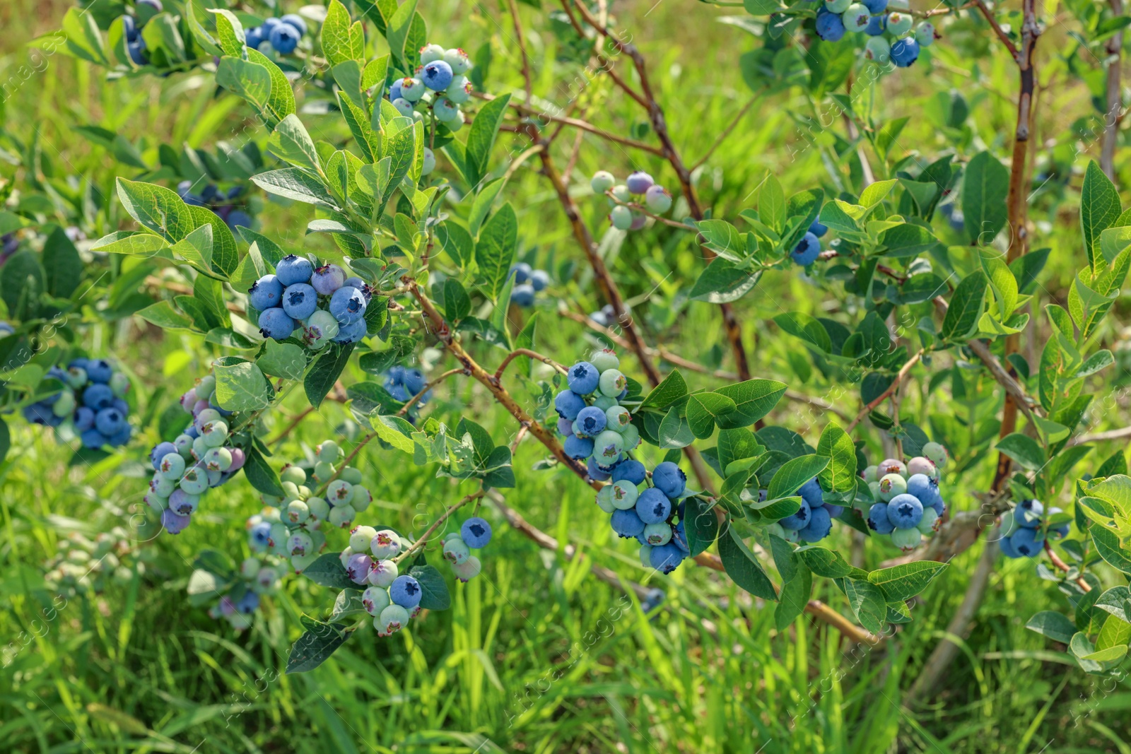 Photo of Bush of wild blueberry with berries growing outdoors