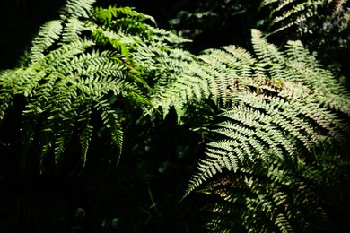 Beautiful fern plant with lush leaves in forest, closeup