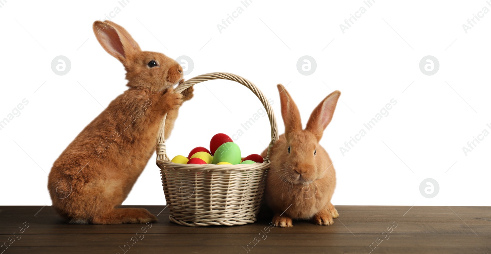 Photo of Cute bunnies and basket with Easter eggs on table against white background