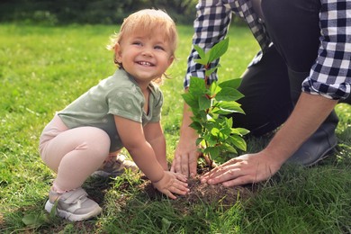 Photo of Father and his baby daughter planting tree together in garden, closeup